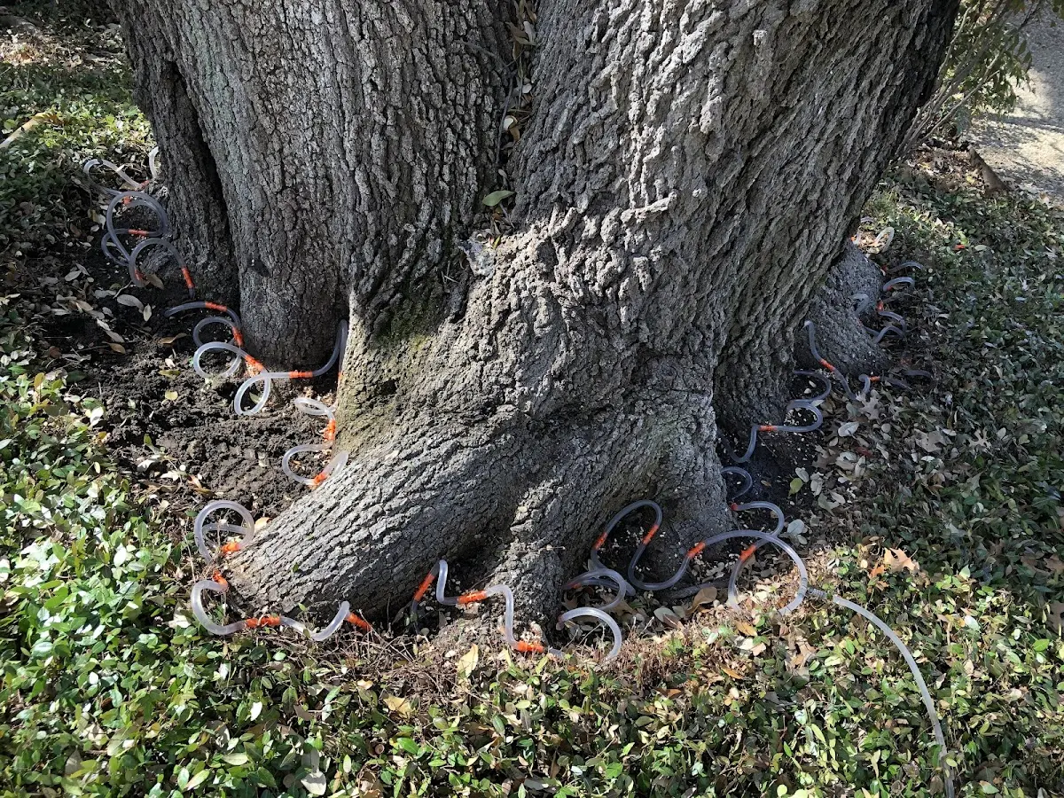 Detailed Tree Cabling and Bracing job site in Tioga