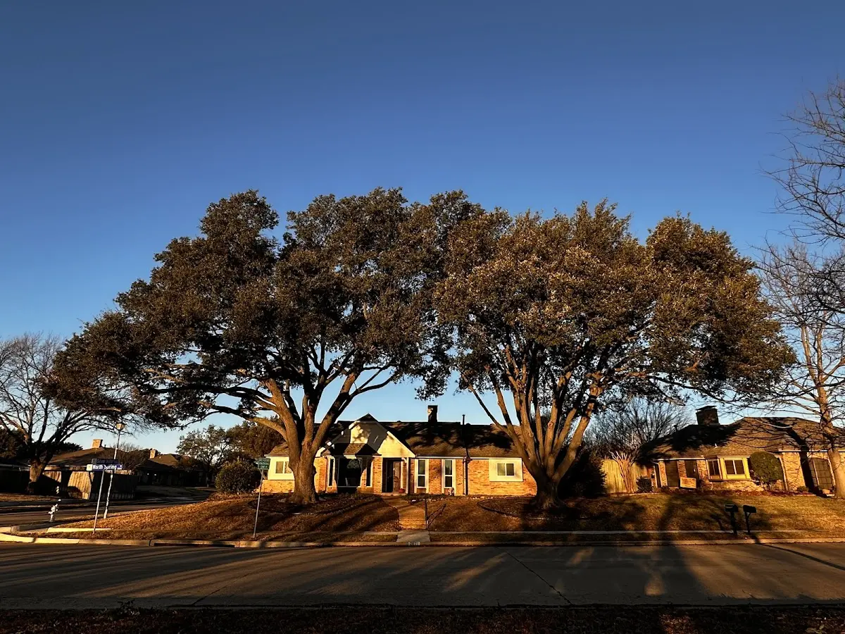 Established residential canopy tree shading a home in Tioga